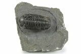 Detailed Austerops Trilobite - Ofaten, Morocco #351918-3